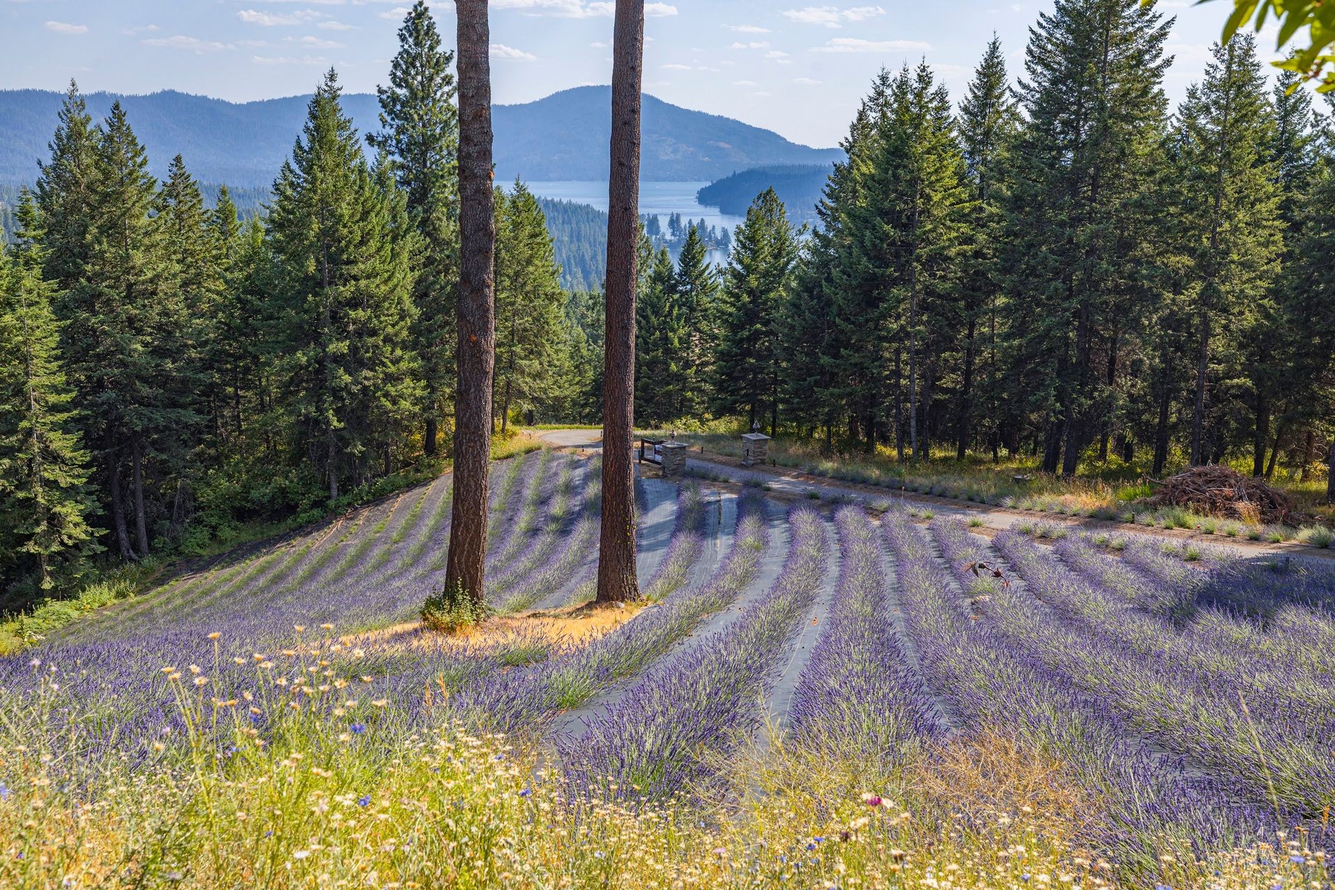 Aromatherapy Lavender Bath Elixirs