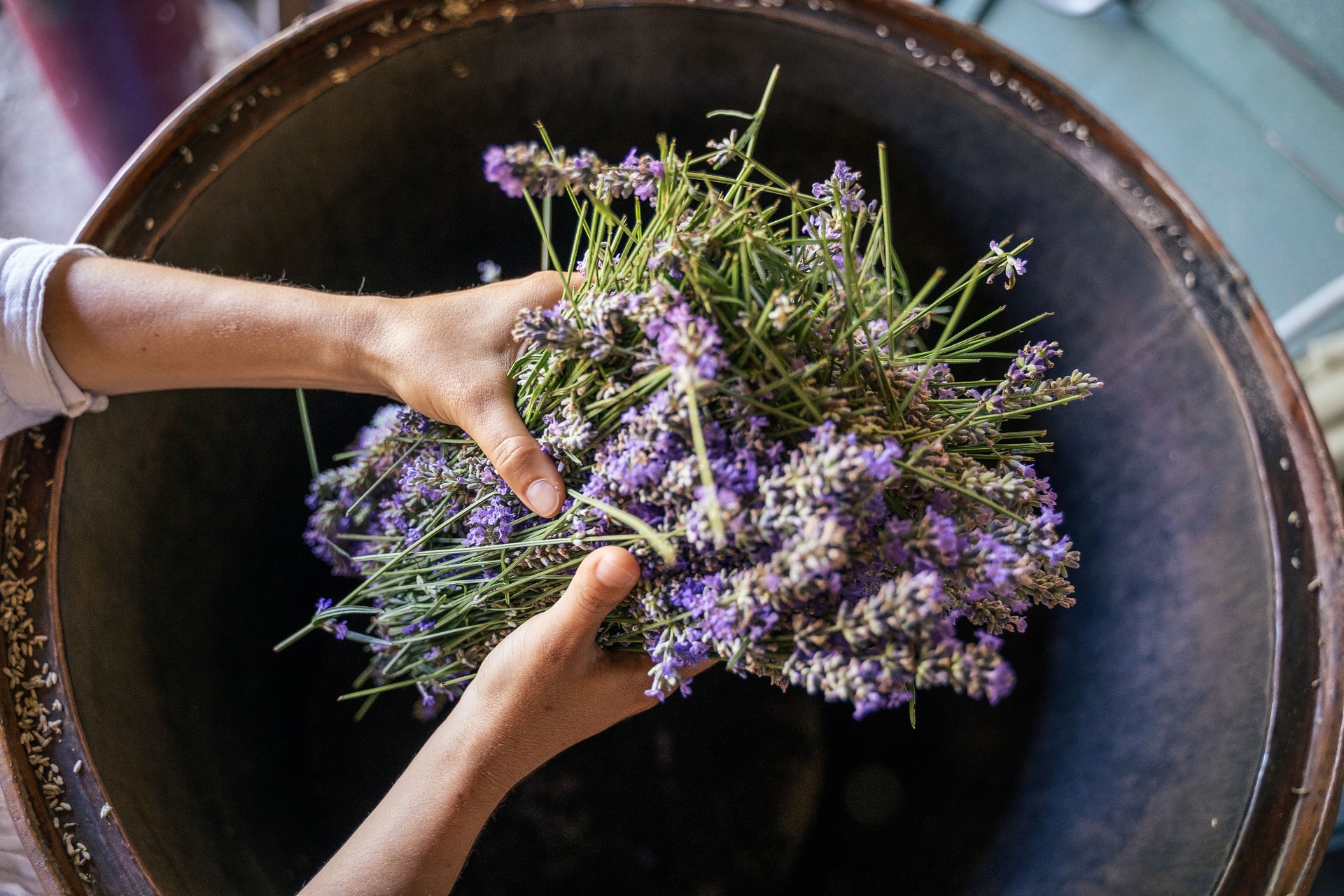 Lavender. Essential oil production season i