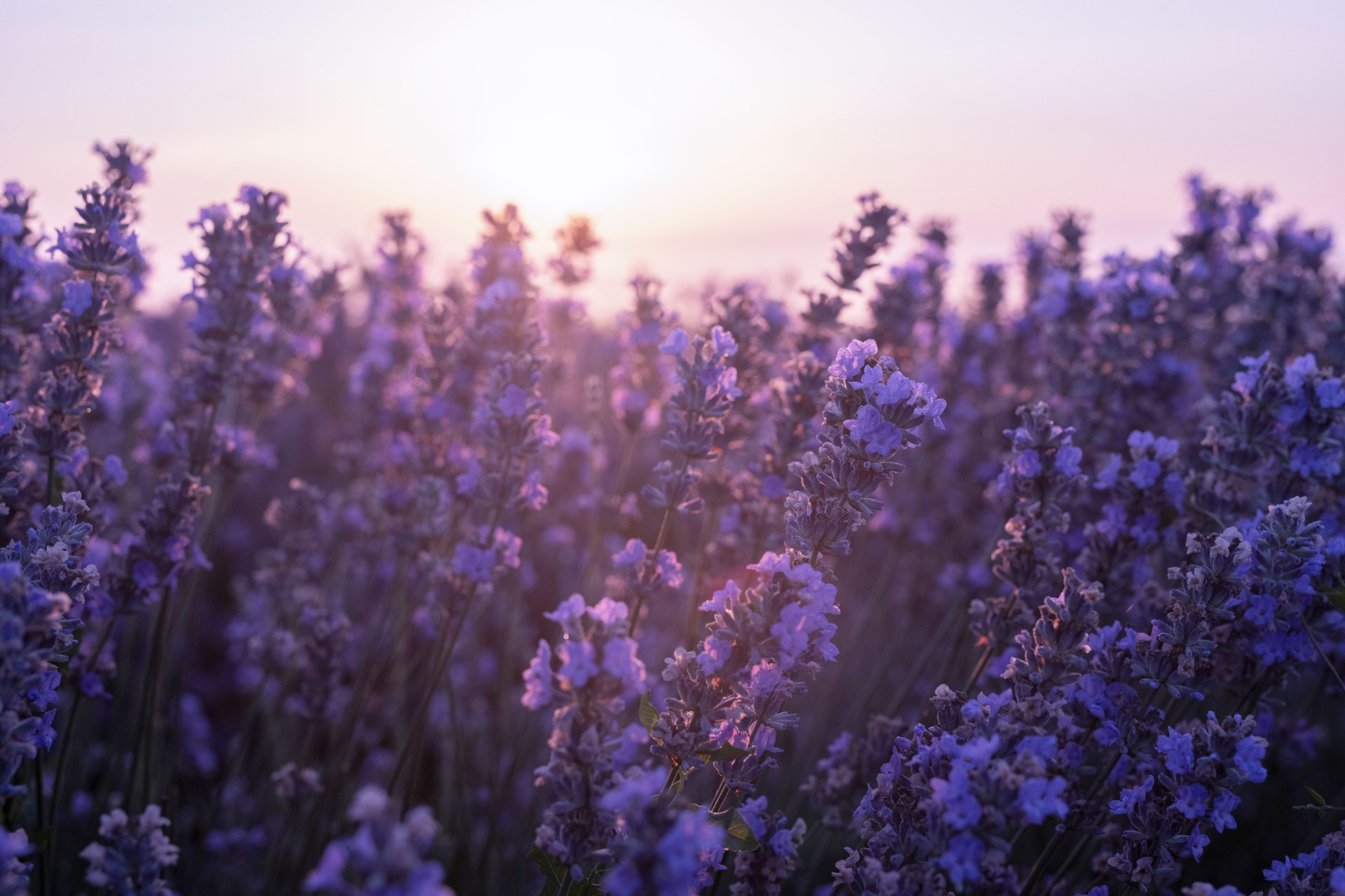 Lavender fields.